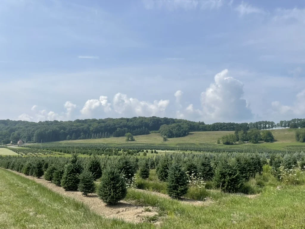 A tree nursery at the edge of a field